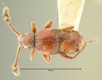Media type: image;   Entomology 6136 Aspect: habitus dorsal view 2